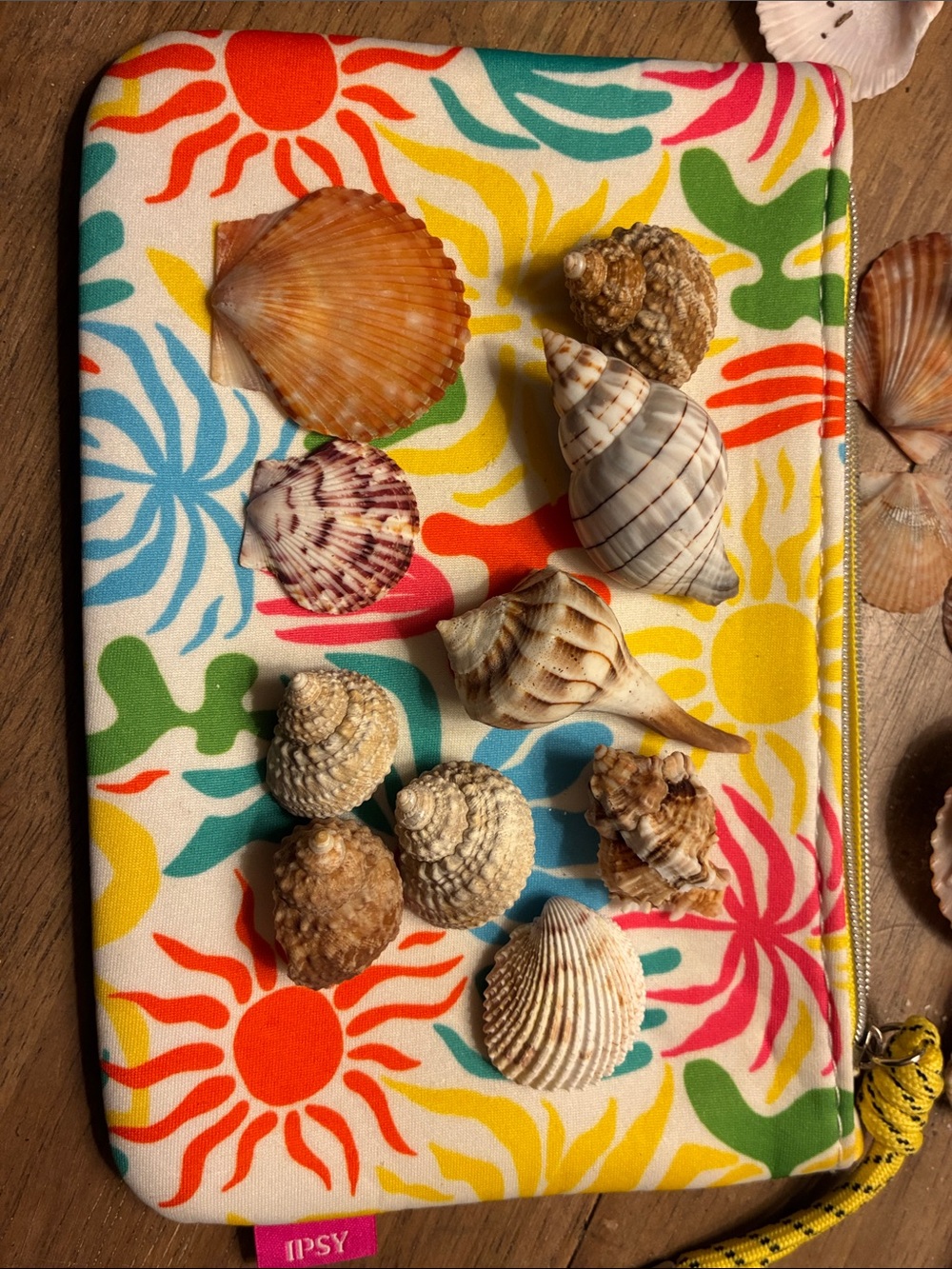 Help my honey pay with shells 🐚 😍❤️